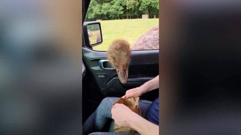 Un avestruz hambriento roba comida sin parar Un avestruz hambriento roba comida sin parar