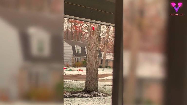 Una ardilla es sorprendida por robar el gorro de Papá Noel Una ardilla es sorprendida por robar el gorro de Papá Noel