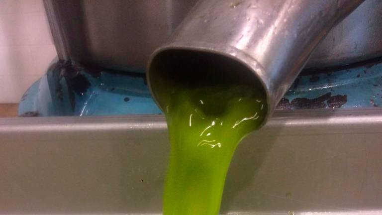 “Aceite de Jaén”, la primera IGP de Aove reconocida en España “Aceite de Jaén”, la primera IGP de Aove reconocida en España