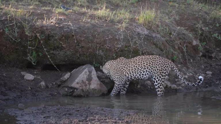 La paciencia, importante hasta para los leopardos La paciencia, importante hasta para los leopardos