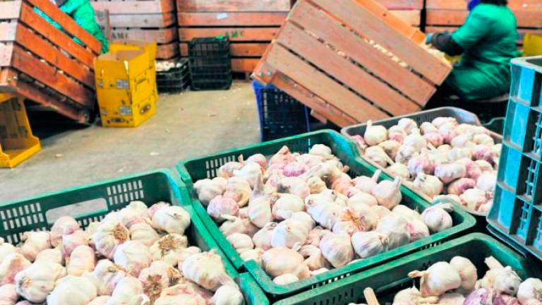 La pandemia propulsa el sector del ajo de Jamilena La pandemia propulsa el sector del ajo de Jamilena