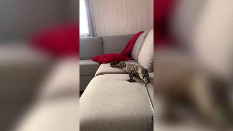 ¿Tendría un lagarto como mascota? Este australiano sí ¿Tendría un lagarto como mascota? Este australiano sí