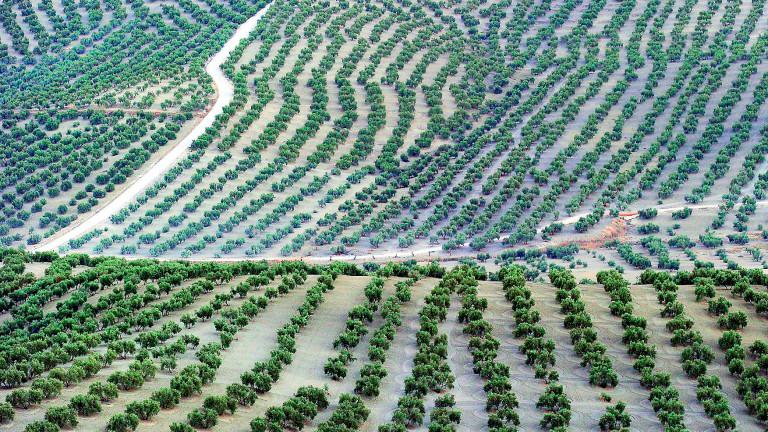 El olivar de Jaén, ¿una bendición?