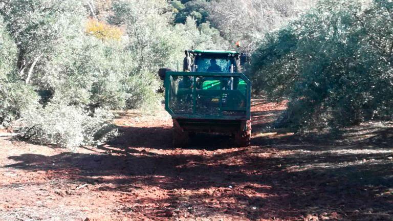 Salarios de la aceituna: 59,36 euros el vareador; 62 vareador con máquina; 62,88 tractorista y 58,10 peón Salarios de la aceituna: 59,36 euros el vareador; 62 vareador con máquina; 62,88 tractorista y 58,10 peón