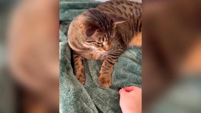 ¿Quién colecciona los bigotes que se le caen a su gato? ¿Quién colecciona los bigotes que se le caen a su gato?