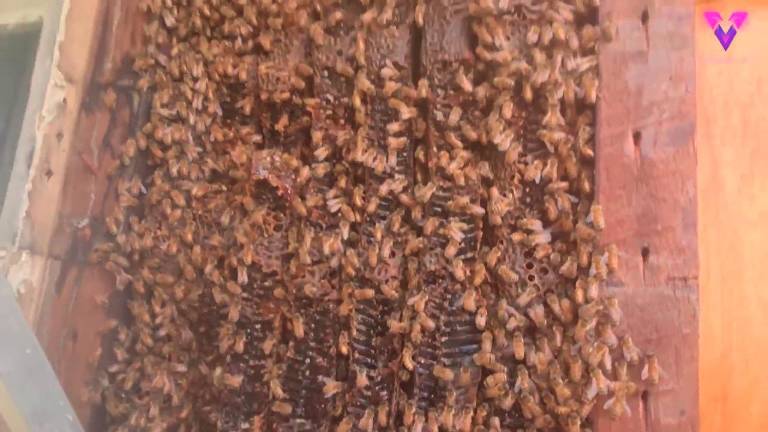 Hallan una colmena de abejas de cuatro metros construida bajo los tableros de madera en una casa en Australia Hallan una colmena de abejas de cuatro metros construida bajo los tableros de madera en una casa en Australia