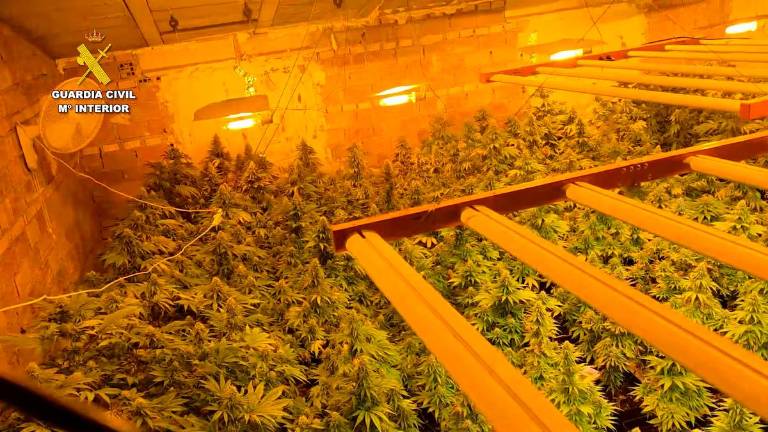 Desmantelado un cultivo irregular de 200 plantas de marihuana en Los Villares Desmantelado un cultivo irregular de 200 plantas de marihuana en Los Villares