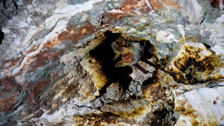 Muercilandia, la cueva de los murciélagos Muercilandia, la cueva de los murciélagos