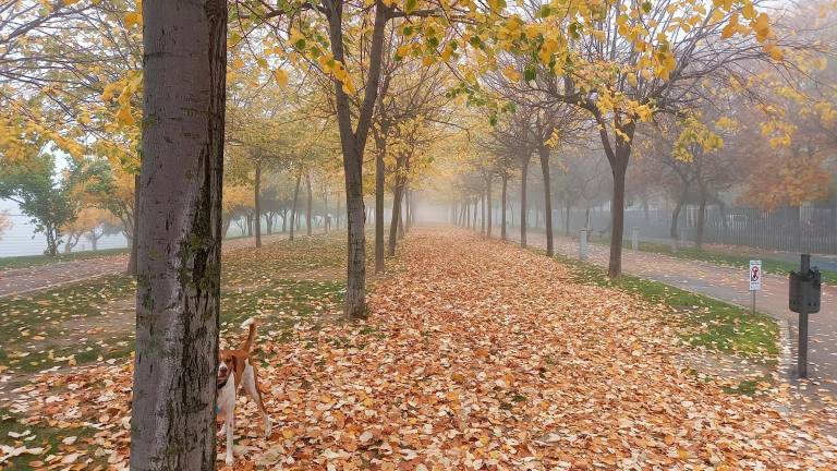 Mañana de niebla, tarde de paseo y cielo casi raso de noche Mañana de niebla, tarde de paseo y cielo casi raso de noche
