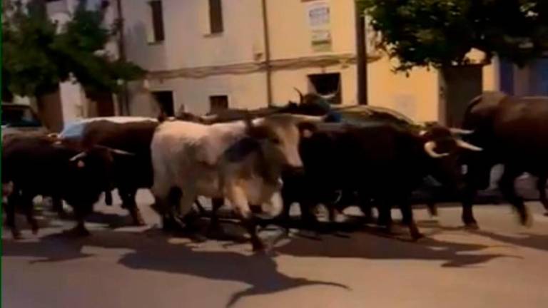 Tres becerros continúan sin localizar tras la estampida en Torreperogil Tres becerros continúan sin localizar tras la estampida en Torreperogil