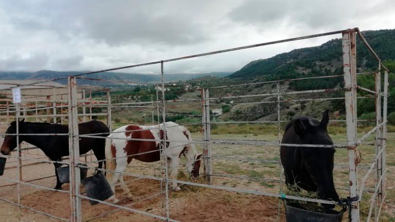 La Junta inicia el pago de 3,4 millones de euros en subvenciones a viticultores y ganaderos de equino