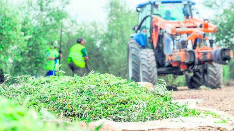 Un acusado de robar más de cinco toneladas de aceituna Un acusado de robar más de cinco toneladas de aceituna