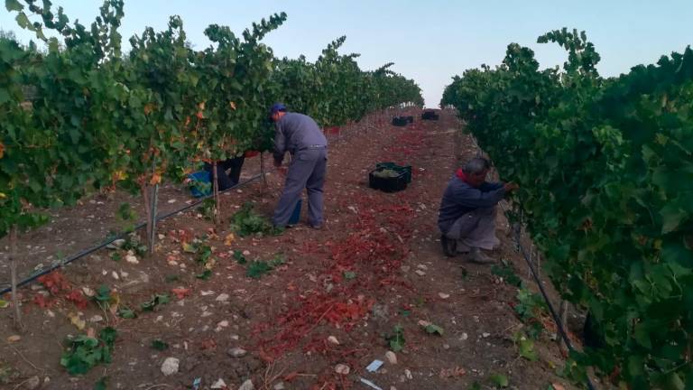 Mucha uva y de notable calidad Mucha uva y de notable calidad