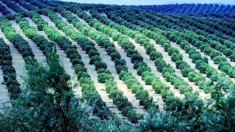 El paisaje del olivar andaluz, candidato español a la Lista de Patrimonio Mundial de la Unesco El paisaje del olivar andaluz, candidato español a la Lista de Patrimonio Mundial de la Unesco