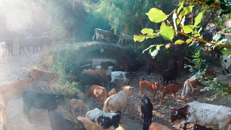 La aventura ancestral de la verea veraniega