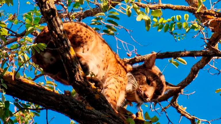 Sotillo, el lince rescatado en Úbeda, que viaja entre Granada y Jaén Sotillo, el lince rescatado en Úbeda, que viaja entre Granada y Jaén