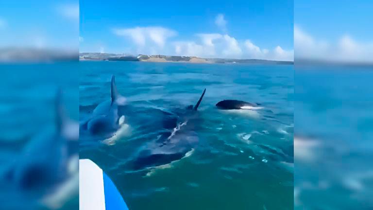 Tremendo encuentro con un grupo de orcas en Nueva Zelanda Tremendo encuentro con un grupo de orcas en Nueva Zelanda
