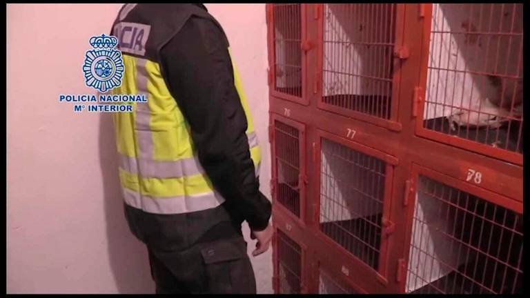 Intervienen en una pelea de gallos en El Puerto, en Cádiz Intervienen en una pelea de gallos en El Puerto, en Cádiz