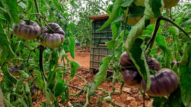 Los tomates azules de La Rábita