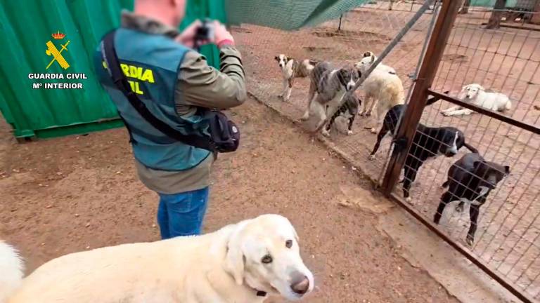 Investigadas tres personas por apropiación indebida de más de 700 perros Investigadas tres personas por apropiación indebida de más de 700 perros
