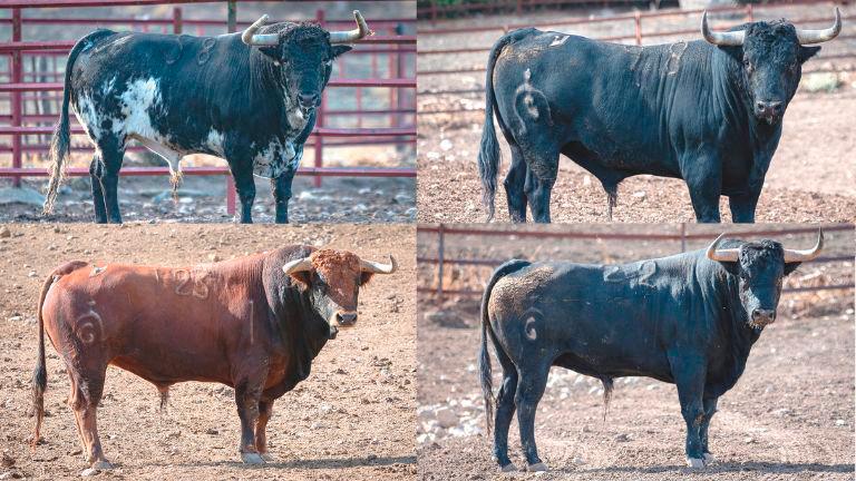 Serios toros y de estampa imponente para el 13 de octubre en La Alameda Serios toros y de estampa imponente para el 13 de octubre en La Alameda