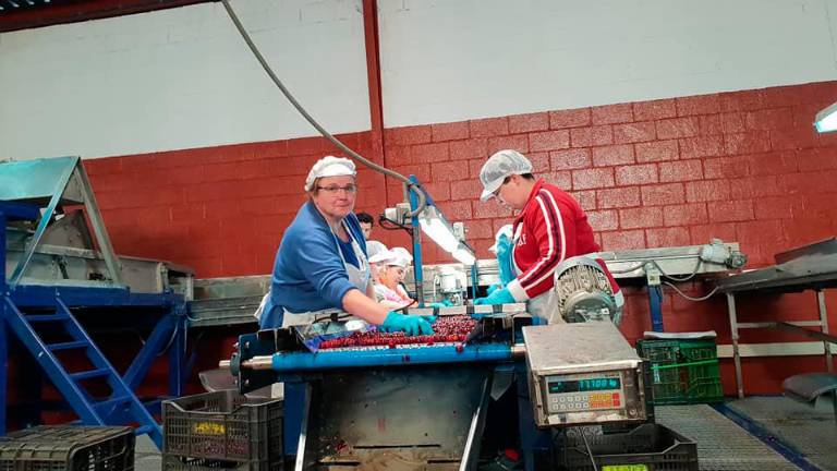 La cereza, el dulce sabor de crecer en la provincia La cereza, el dulce sabor de crecer en la provincia