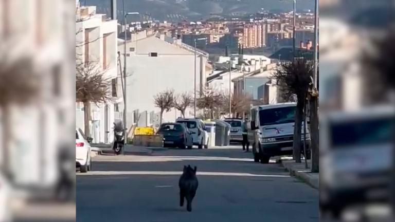 Sorpresa en Las Fuentezuelas: un jabalí se cuela en el barrio Sorpresa en Las Fuentezuelas: un jabalí se cuela en el barrio