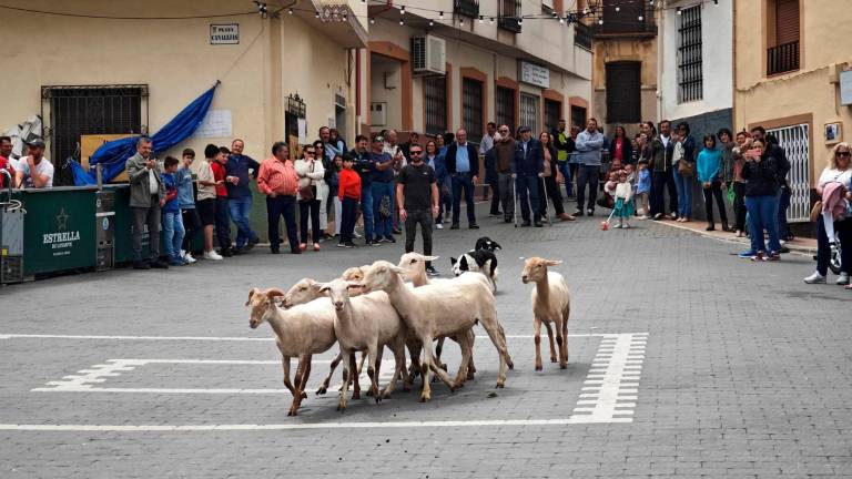 Una demostración de la labor del perro de pastoreo desde Santiago de la Espada Una demostración de la labor del perro de pastoreo desde Santiago de la Espada