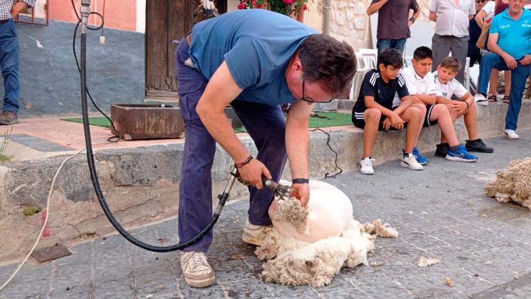 Feria de la Trashumancia (V): Esquilo tradicional para cuidar a las ovejas Feria de la Trashumancia (V): Esquilo tradicional para cuidar a las ovejas