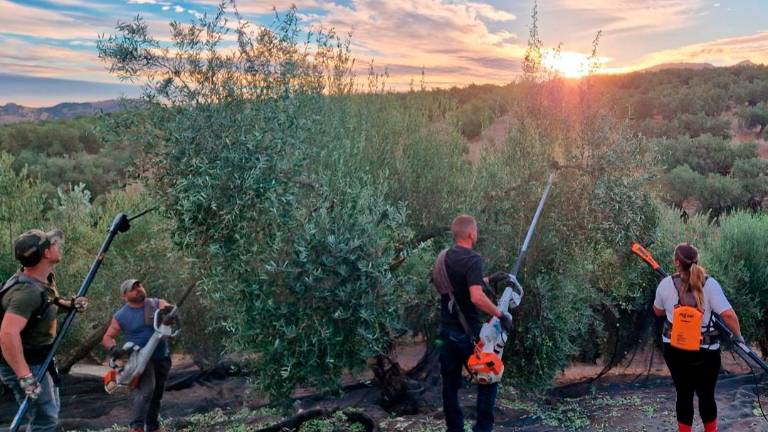 La producción de aceite en Sierra Mágina se recupera tras dos años de malas cosechas La producción de aceite en Sierra Mágina se recupera tras dos años de malas cosechas