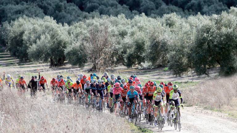 Ciclismo del bueno entre olivos Ciclismo del bueno entre olivos