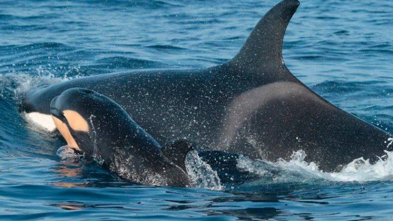 Un grupo de orcas hunde un velero en aguas del Estrecho con dos personas a bordo Un grupo de orcas hunde un velero en aguas del Estrecho con dos personas a bordo