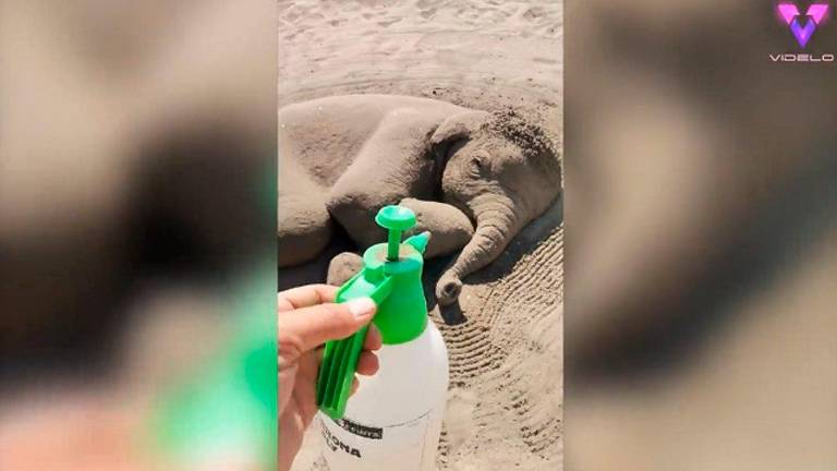 ¿Es posible que un elefante se tumbe en una playa? ¿Es posible que un elefante se tumbe en una playa?