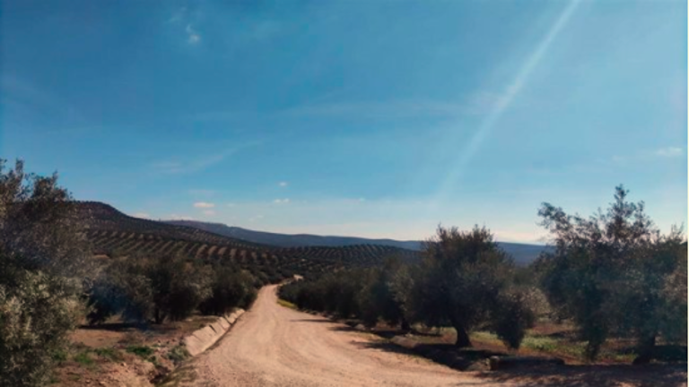 La última ola de calor pone en el punto de mira al olivar de secano por el déficit hídrico que arrastra La última ola de calor pone en el punto de mira al olivar de secano por el déficit hídrico que arrastra