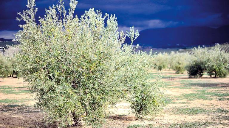 Retirada definitiva del expediente Paisajes del Olivar Retirada definitiva del expediente Paisajes del Olivar
