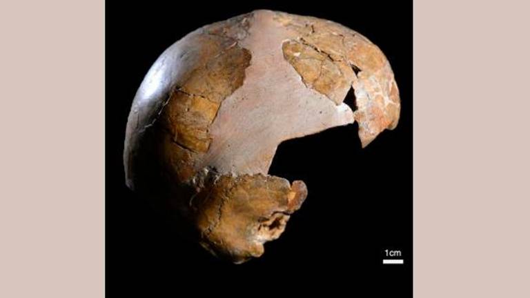 Hallan la prueba más antigua del cruce entre neandertales y sapiens Hallan la prueba más antigua del cruce entre neandertales y sapiens