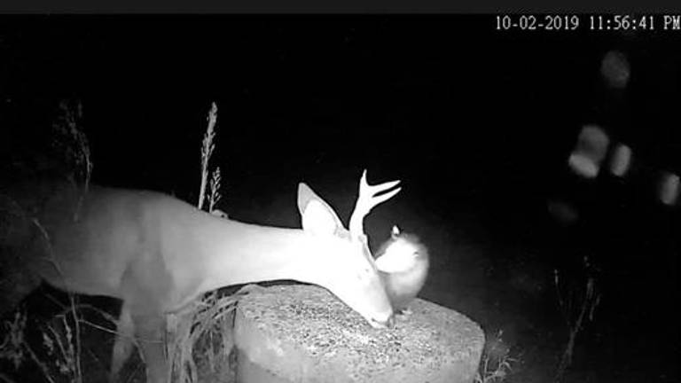 Una zarigüeya ayuda a un ciervo con las garrapatas de su cabeza Una zarigüeya ayuda a un ciervo con las garrapatas de su cabeza