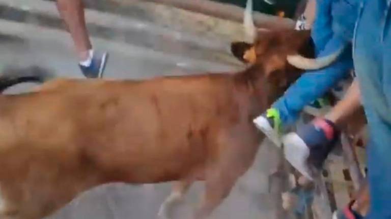 Varios sustos en el primer encierro de vaquillas en Noalejo Varios sustos en el primer encierro de vaquillas en Noalejo