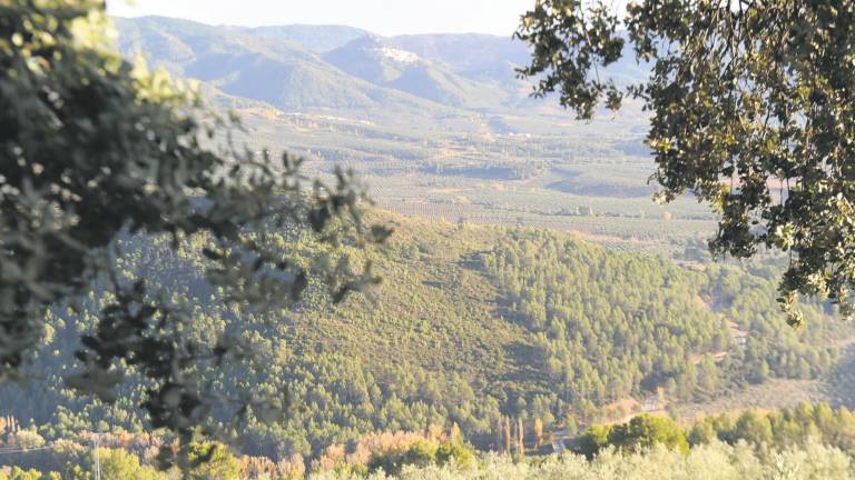 La madera de Segura, cómo se revalorizó y cómo se desplomó La madera de Segura, cómo se revalorizó y cómo se desplomó