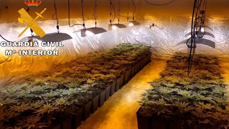 La Guardia Civil incauta 395 plantas de marihuana en Baeza
