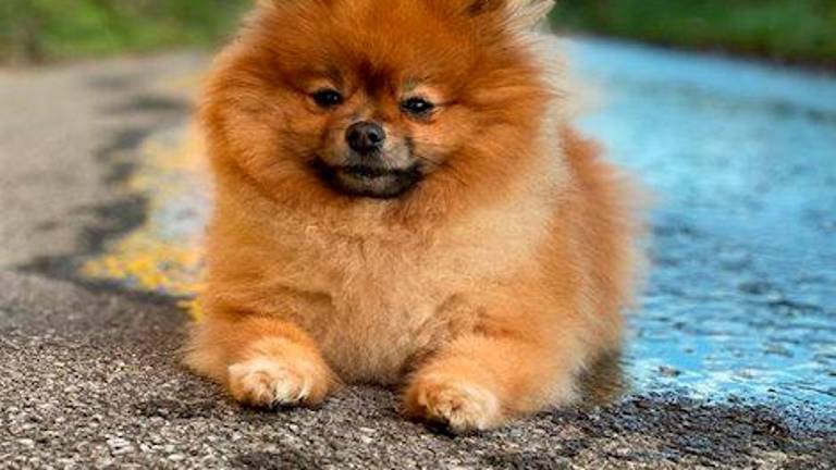 ¿Cómo se llaman los perros? ¿Cómo se llaman los perros?