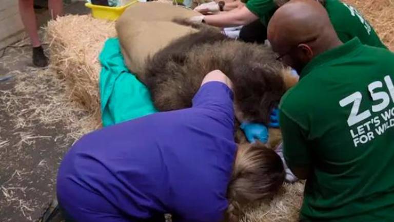 En peligro de extinción y así le curan el oído a este león asiático En peligro de extinción y así le curan el oído a este león asiático
