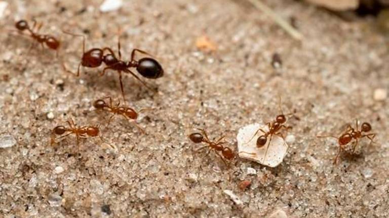 La hormiga roja de fuego, una de las especies más invasoras, podría llegar a España La hormiga roja de fuego, una de las especies más invasoras, podría llegar a España