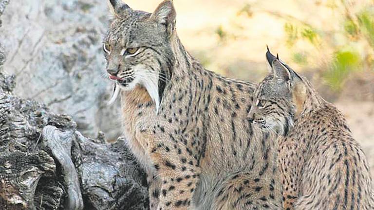 La provincia de Jaén es el territorio donde nacen más crías de lince ibérico La provincia de Jaén es el territorio donde nacen más crías de lince ibérico