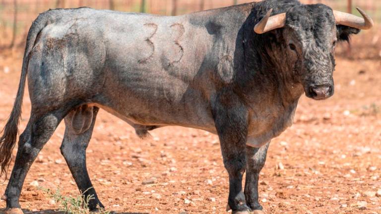 Los toros de la corrida de San Lucas Los toros de la corrida de San Lucas