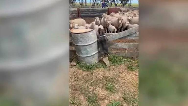 Este bulldog es un desastre como perro pastor Este bulldog es un desastre como perro pastor