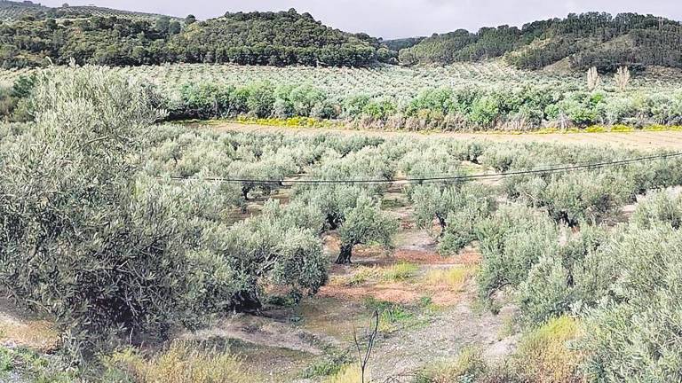 El aceite italiano baja, pero aún vale más que el español El aceite italiano baja, pero aún vale más que el español