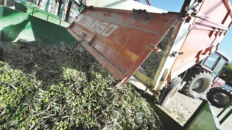 La campaña aceitunera pasa factura al empleo La campaña aceitunera pasa factura al empleo