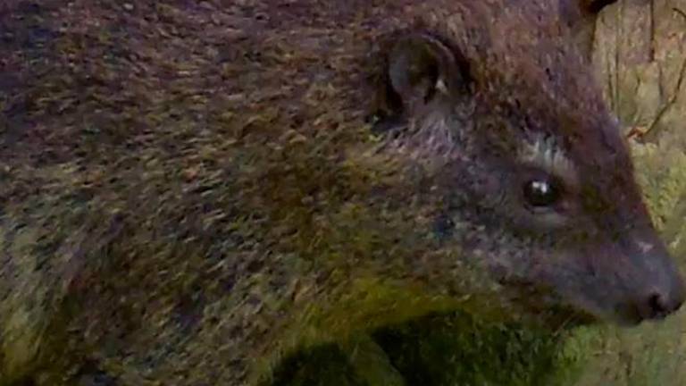 Los ladridos delatan a una nueva especie de mamífero en África Los ladridos delatan a una nueva especie de mamífero en África