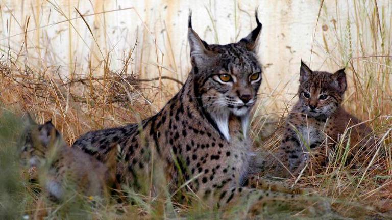 El confinamiento aumenta los atropellos de lince ibérico